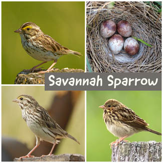 Savannah Sparrow
